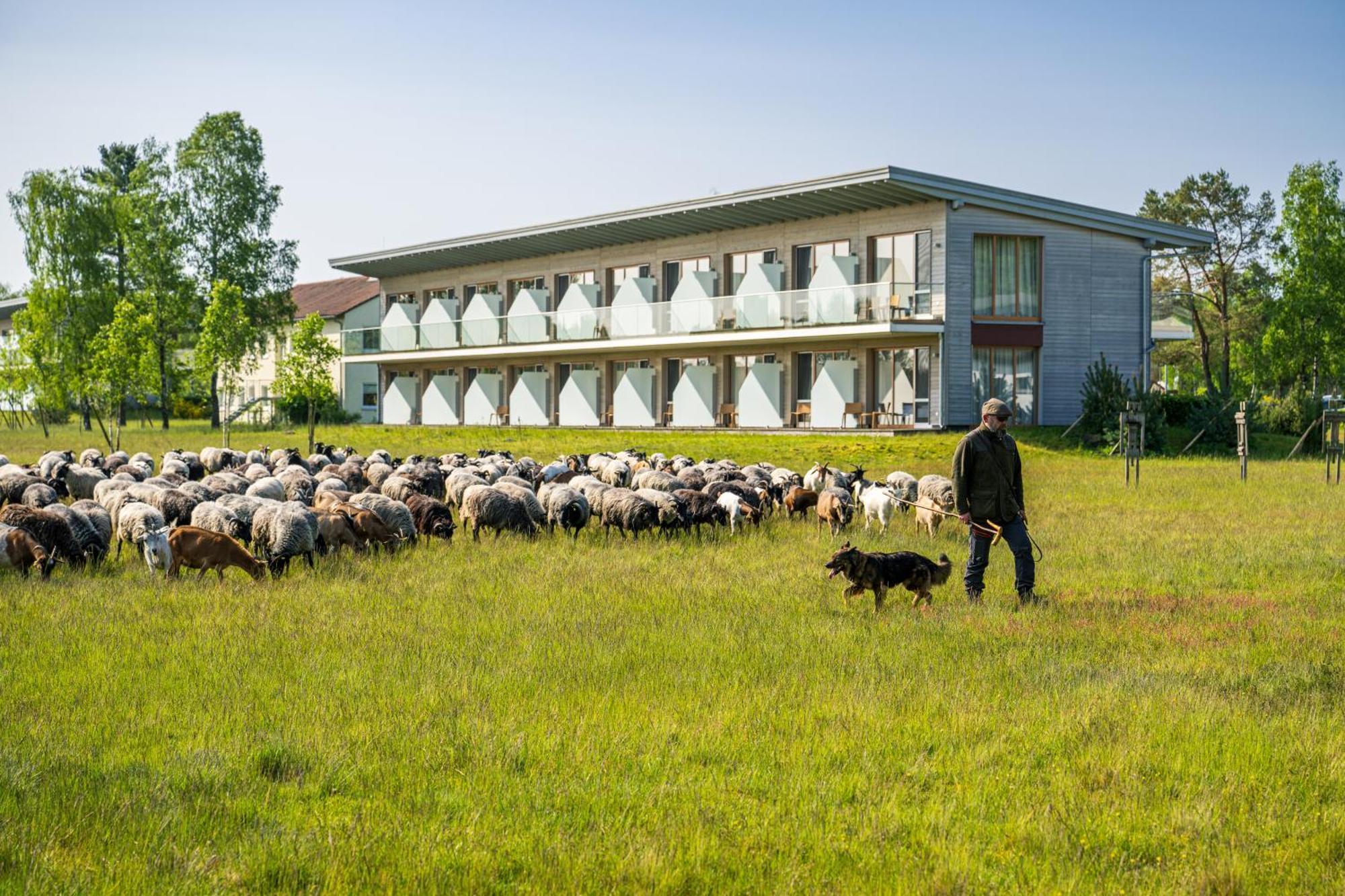 Hotelcamp Reinsehlen Schneverdingen Buitenkant foto